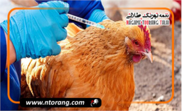 بیش از دو سوم طیور بومی کردستان در برابر بیماری نیوکاسل واکسینه شدند